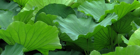 Green Vegetation